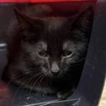 Big Apple -  Domestic Short Hair and Mixed Breed Cat for Adoption in Ashtabula, Ohio - Big Apple | PetCurious