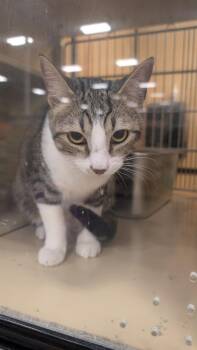 Wire -  Domestic Short Hair Cat for Adoption in Parker, Colorado - Wire | PetCurious