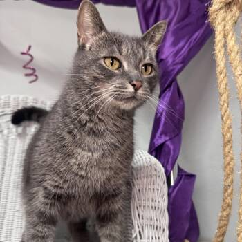 Georgina Jefferson 55845 -  Domestic Short Hair Cat for Adoption in Eaton Rapids, Michigan - Georgina Jefferson 55845 | PetCurious
