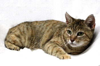 Rescue Tabby and Domestic Short Hair Cats for Adoption in Buford, Georgia - Marmie | PetCurious