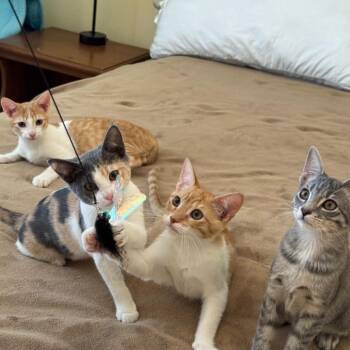 Herman -  Domestic Short Hair Cat for Adoption in Los Angeles, California - Herman | PetCurious