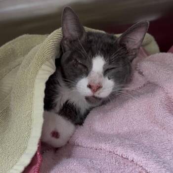 Hopper -  Domestic Short Hair Cat for Adoption in Port Richey, Florida - Hopper | PetCurious