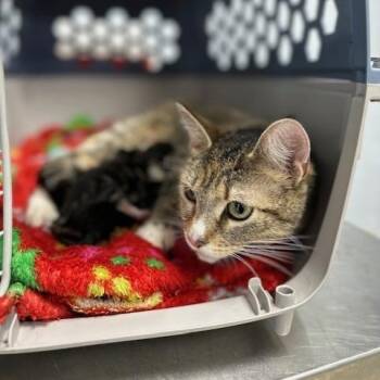 Domestic Short Hair Cats Available for Adoption in Indianapolis, Indiana - Dawn | PetCurious