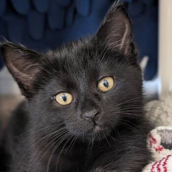 Space Invader -  Domestic Short Hair Cat for Adoption in Jefferson, Wisconsin - Space Invader | PetCurious