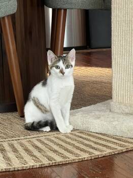 Birdie -  Domestic Short Hair Cat for Adoption in Zephyrhills, Florida - Birdie | PetCurious
