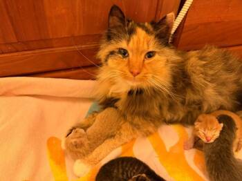 Mama Livvy -  Domestic Long Hair Cat for Adoption in Telford, Pennsylvania - Mama Livvy | PetCurious