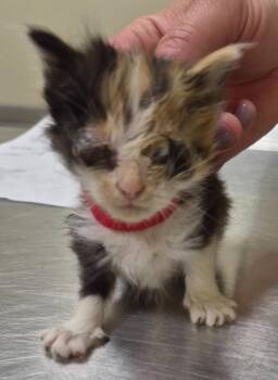 Hijinx -  Domestic Long Hair Cat for Adoption in Christiansburg, Virginia - Hijinx | PetCurious
