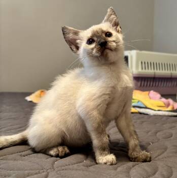 Shelly -  Domestic Short Hair Cat for Adoption in Kimberlin Heights, Tennessee - Shelly | PetCurious