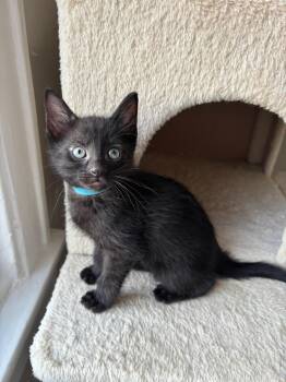 Domestic Short Hair Cats Available for Adoption in Chicago, Illinois - Orion | PetCurious