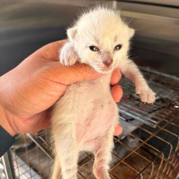 Jolly J2 -  Domestic Short Hair Cat for Adoption in Edinburg, Texas - Jolly J2 | PetCurious