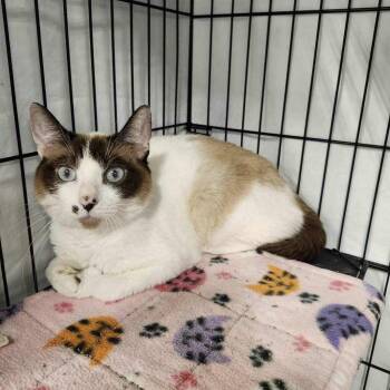 Snowball -  Siamese Cat for Adoption in Hammond, Indiana - Snowball | PetCurious