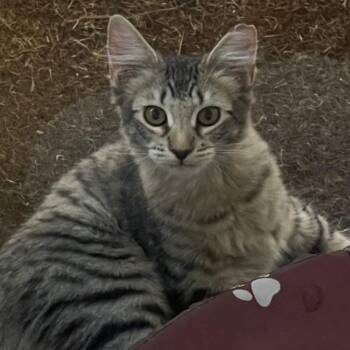 Psyduck -  Domestic Medium Hair Cat for Adoption in Tucson, Arizona - Psyduck | PetCurious