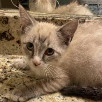 Miso -  Siamese Cat Available for Adoption in Knoxville, Tennessee - Miso | PetCurious