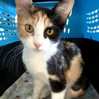 Rescue Domestic Short Hair Cats for Adoption in Los Angeles, California - Bella | PetCurious