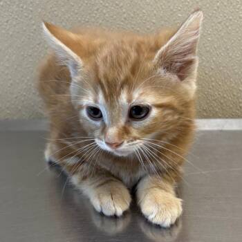 Domestic Short Hair Cats Available for Adoption - Fiona | PetCurious