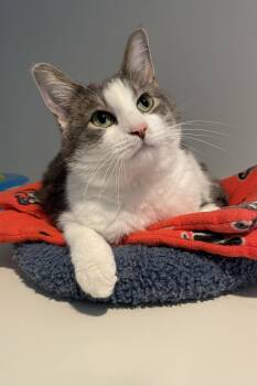 Truvy -  Domestic Short Hair Cat Available for Adoption in Lincoln, Nebraska - Truvy | PetCurious