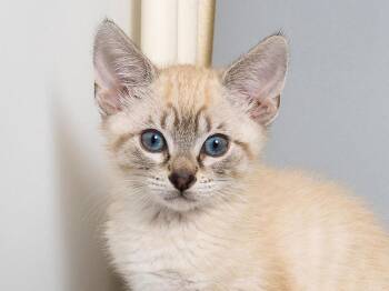 Opal -  Domestic Short Hair Cat for Adoption in Longmont, Colorado - Opal | PetCurious