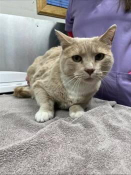 Domestic Short Hair Cats Available for Adoption - SWEET PEA | PetCurious