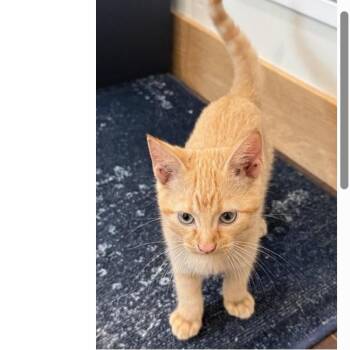 Archie C12356 -  Domestic Short Hair Cat for Adoption - Archie C12356 | PetCurious