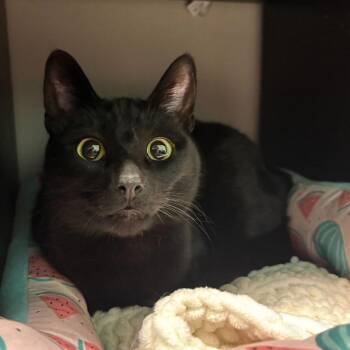 Inky -  Domestic Short Hair Cat for Adoption - Inky | PetCurious
