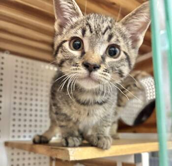 Rhaegal -  Domestic Short Hair Cat for Adoption in Mission Viejo, California - Rhaegal | PetCurious