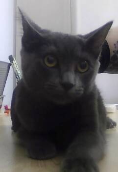 Domestic Short Hair Cats Available for Adoption - Lexi | PetCurious