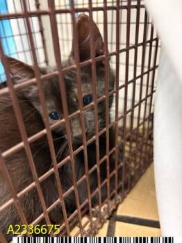 FRANK -  Domestic Short Hair Cat for Adoption in West Palm Beach, Florida - FRANK | PetCurious