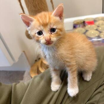 Legacy -  Domestic Short Hair Cat for Adoption in Mastic, New York - Legacy | PetCurious