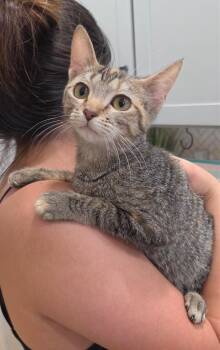 Gia -  Domestic Short Hair Cat for Adoption in San Antonio, Texas - Gia | PetCurious