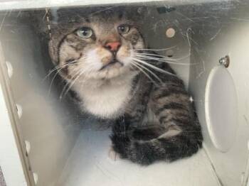 HOBBES -  Domestic Short Hair Cat for Adoption in Ontario, California - HOBBES | PetCurious