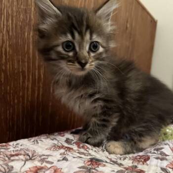 Pickles -  Domestic Medium Hair Cat for Adoption in Edwards, Illinois - Pickles | PetCurious