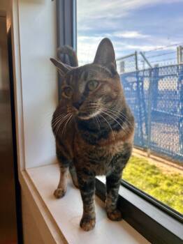 Rescue Domestic Short Hair Cats for Adoption in Minot, North Dakota - Sassy | PetCurious