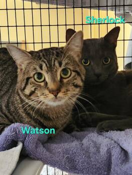 Sherlock (grey) and Watson (tabby) -  Domestic Short Hair Cat for Adoption in Warrington, Pennsylvania - Sherlock (grey) And Watson (tabby) | PetCurious