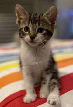 Millie -  Domestic Short Hair Cat for Adoption in Social Circle, Georgia - Millie | PetCurious