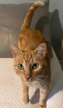 Tabby Cats Available for Adoption in Sanford, North Carolina - Amora | PetCurious