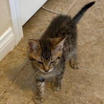 Poppy -  Domestic Short Hair Cat for Adoption in Las Vegas, Nevada - Poppy | PetCurious