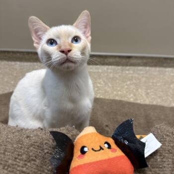 Gouda -  Domestic Short Hair Cat for Adoption in Sonoma, California - Gouda | PetCurious