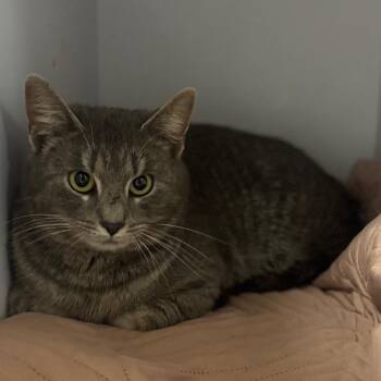 Domestic Short Hair Cats Available for Adoption in Columbus, North Carolina - Polly | PetCurious