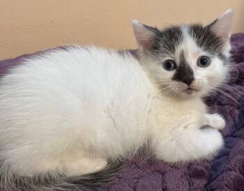 Worf -  Domestic Short Hair Cat for Adoption in Island Lake, Illinois - Worf | PetCurious