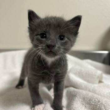 Edward -  Domestic Short Hair Cat for Adoption in Cody, Wyoming - Edward | PetCurious