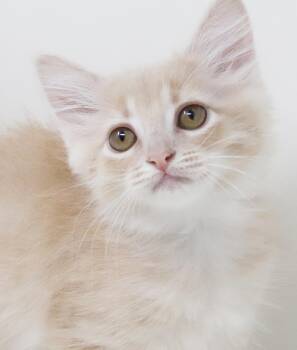 Buttermilk is simply the best mini cutie -  Tabby and Turkish Van Cat for Adoption in Bedford Hills, New York - Buttermilk Is Simply The Best Mini Cutie | PetCurious
