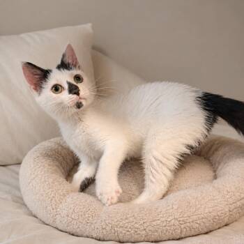 Checkers -  Domestic Short Hair Cat for Adoption in Philadelphia, Pennsylvania - Checkers | PetCurious