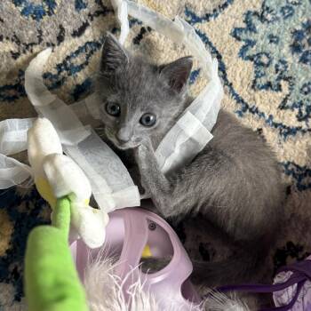 Kilburn High Street 14 -  Russian Blue Cat for Adoption in Austin, Texas - Kilburn High Street 14 | PetCurious
