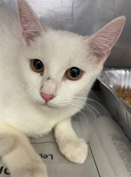 Domestic Short Hair Cats Available for Adoption - LITHIA | PetCurious