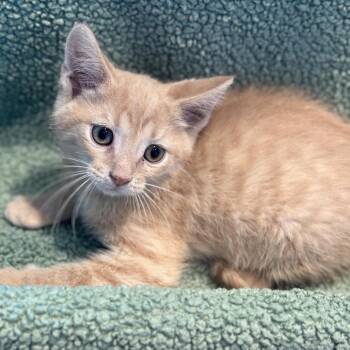 Carson -  Domestic Short Hair Cat for Adoption in Matteson, Illinois - Carson | PetCurious