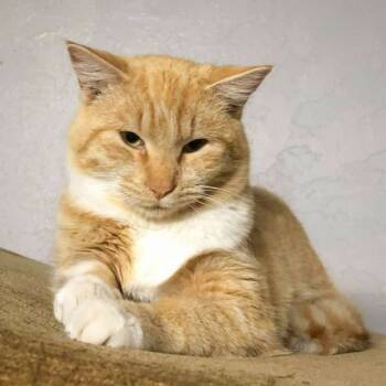 Domestic Short Hair Cats Available for Adoption in Warr Acres, Oklahoma - Atlas | PetCurious