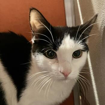 Domestic Short Hair Cats Available for Adoption in Briarcliff Manor, New York - Kel | PetCurious