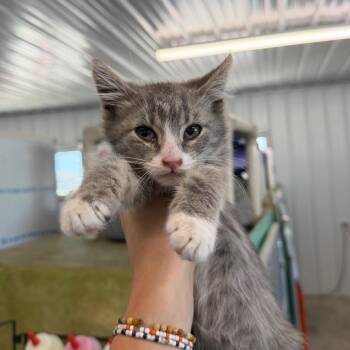 Tizzy -  Domestic Short Hair Cat for Adoption in Spanish Fork, Utah - Tizzy | PetCurious