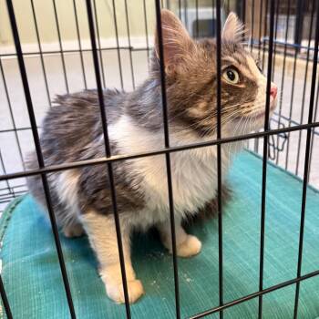 American Shorthair Cats Available for Adoption in Freeport, Florida - Charlie | PetCurious
