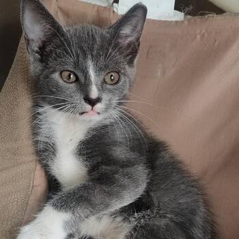 SMUDGE -  Domestic Short Hair Cat for Adoption in Charlotte, North Carolina - SMUDGE | PetCurious